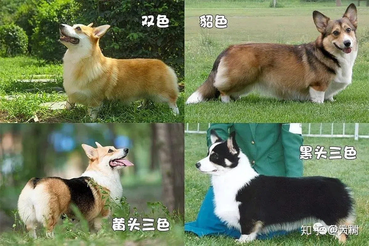 柯基共有四种颜色（取自互联网）。