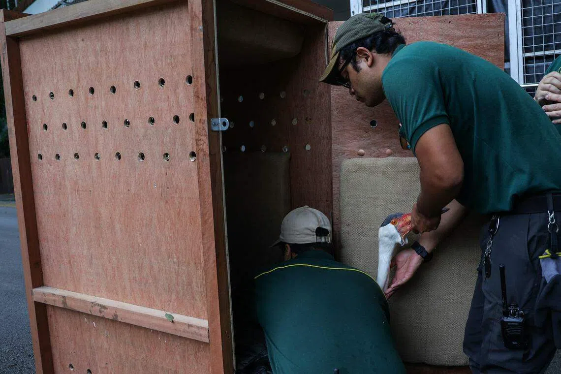 搬运大型飞禽的箱子都是定制的，有通风孔和软垫，避免飞禽在运输过程中撞伤。每个箱子只装一只大型飞禽。（白艳琳摄）