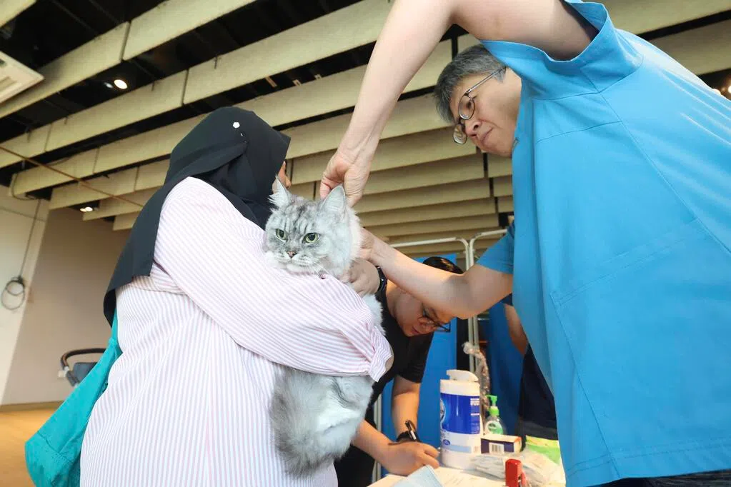 宠物猫免费植入晶片额满 饲主须自费办理赶8月底前注册