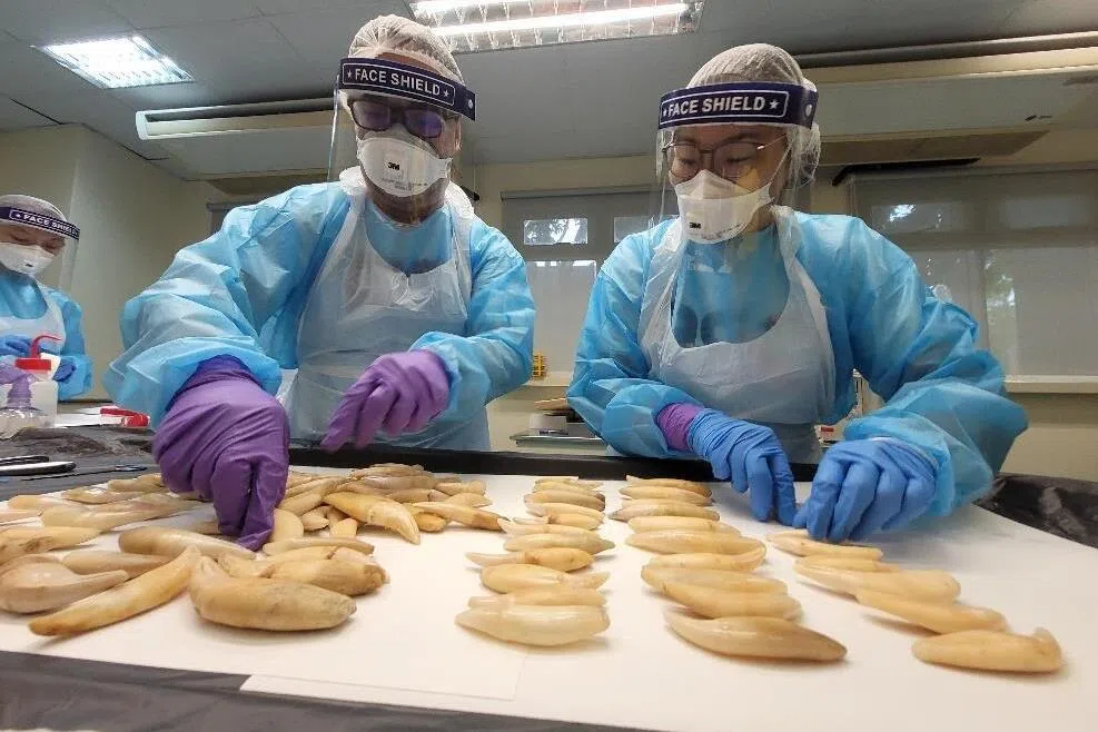 野生动植物法证中心已通过DNA检测，鉴定出起获的犀牛角源自非洲的白犀牛。工作人员将继续鉴定涉案的犀牛数量及其他动物部位如兽牙和兽爪的具体物种等，鉴定工作预计需要数周完成。（国家公园局提供）