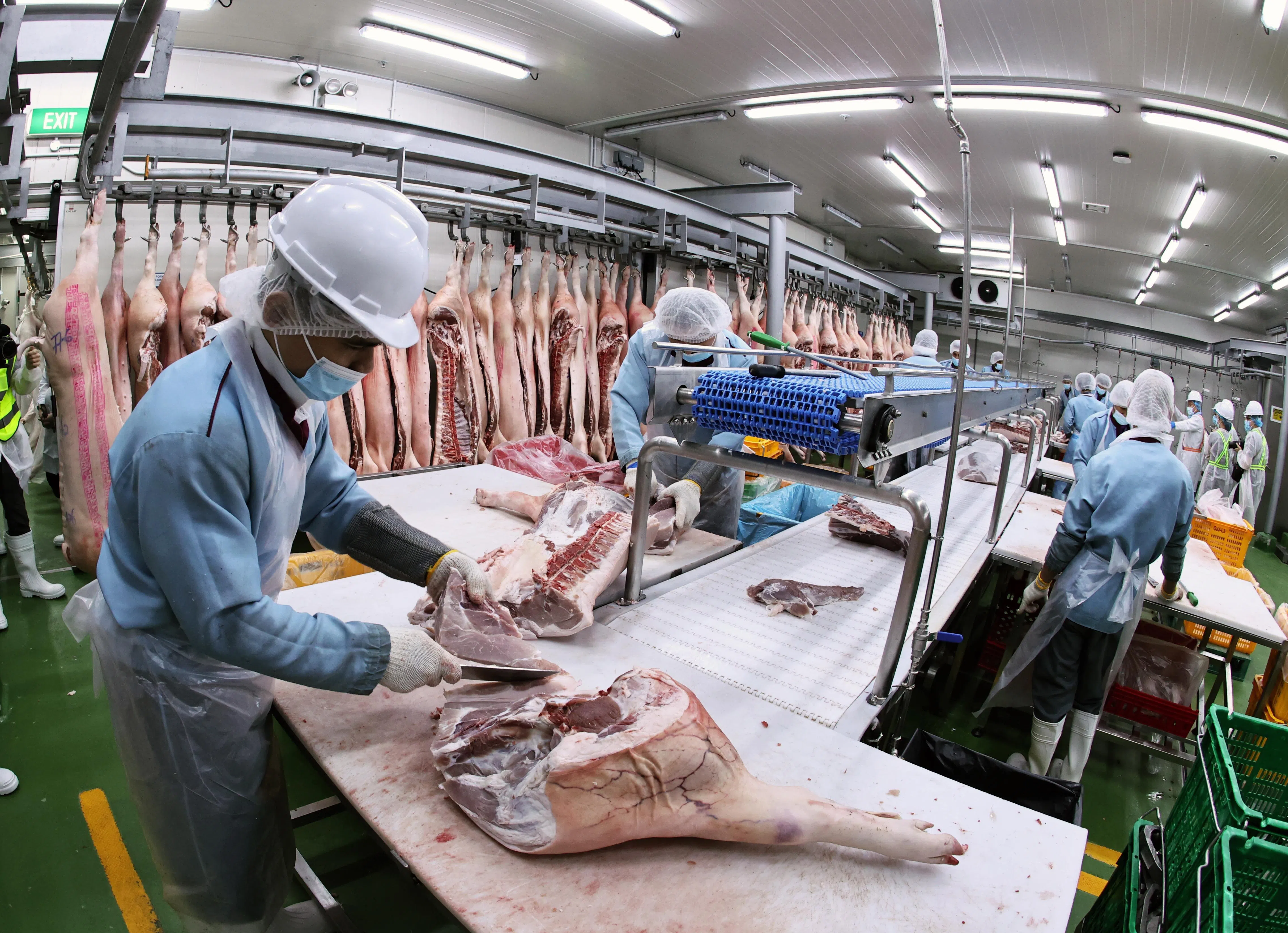 鲜猪体送到处理室，由头手将猪边切割成前、中（腹部）、后三段，以运输带送到不同操作台进行人工分类去骨和切割处理。（周国威摄）