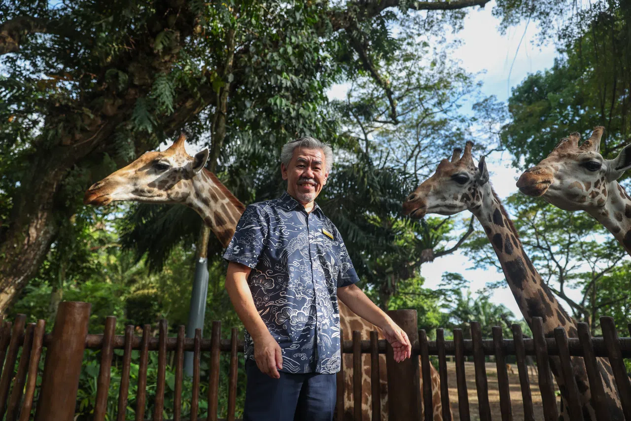 曾文豪自幼立志长大后要从事与动物相关的职业，工作中有机会与动物互动让他收获万分的成就感。图中最左边的长颈鹿于2015年诞生，为配合新加坡独立50年，而取名“千禧”（Jubilee）。（白艳琳摄）