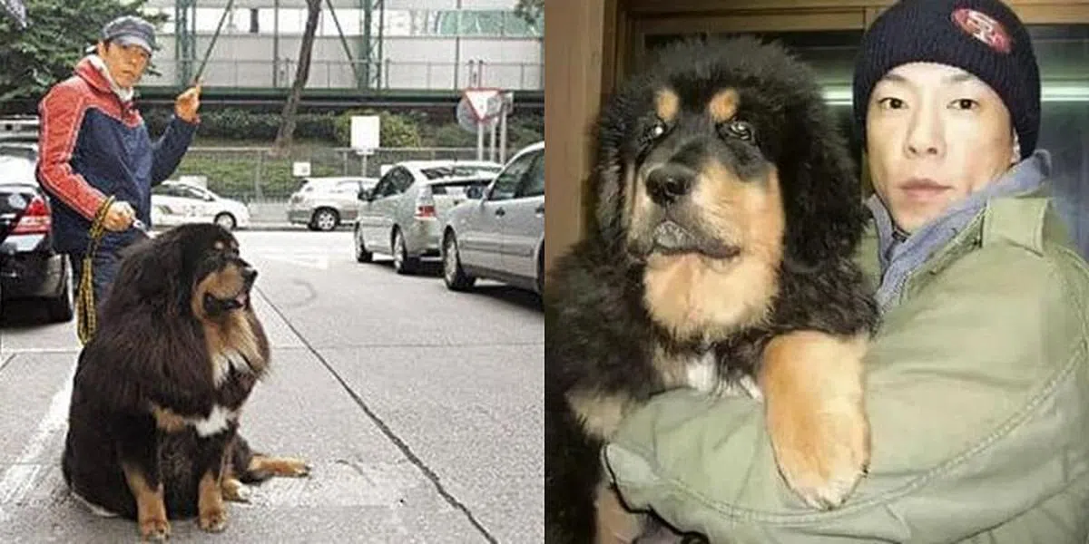 黄贯中和他的宝贝藏獒。（互联网）