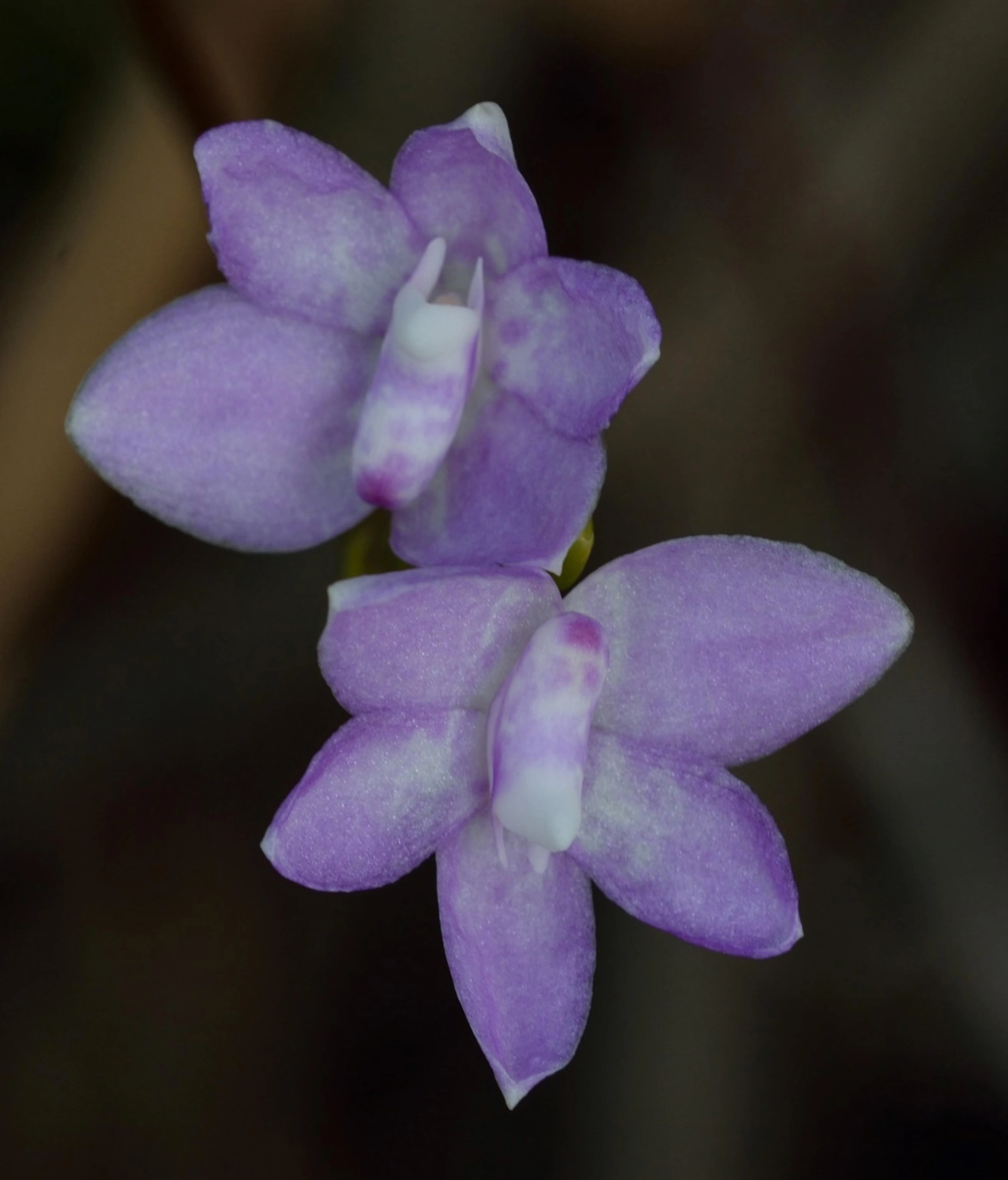抱茎白点兰（学名：Thrixspermum amplexicaule）是极危物种，通常生长在沼泽地附近明亮处，或森林的开阔空间。淡紫色的花朵单生或成对绽放。（任添荣提供）