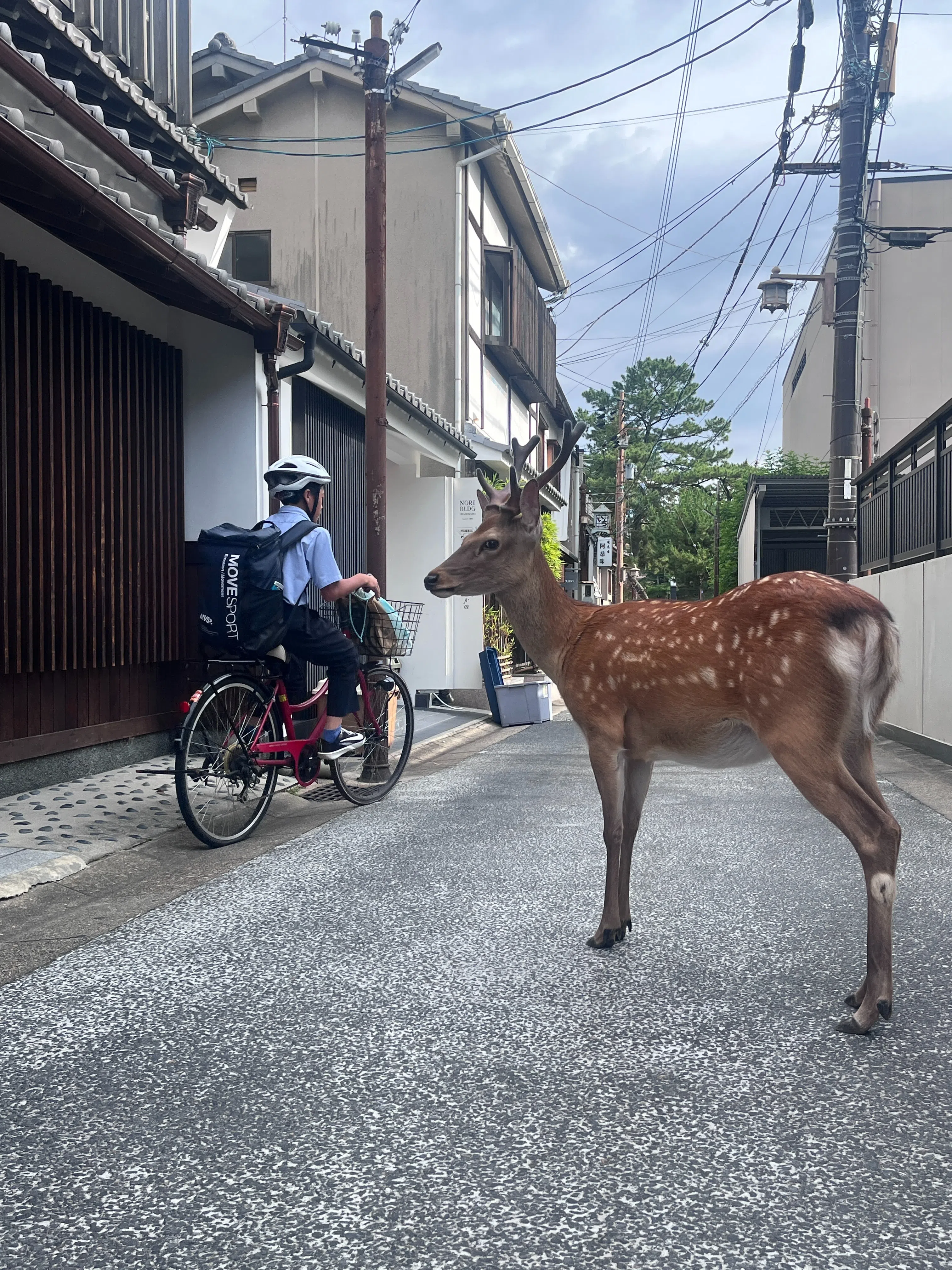 “This is my road!” A deer stands in the middle of the lane, staring at people with complete assurance.（Photo: Ye Huanling）