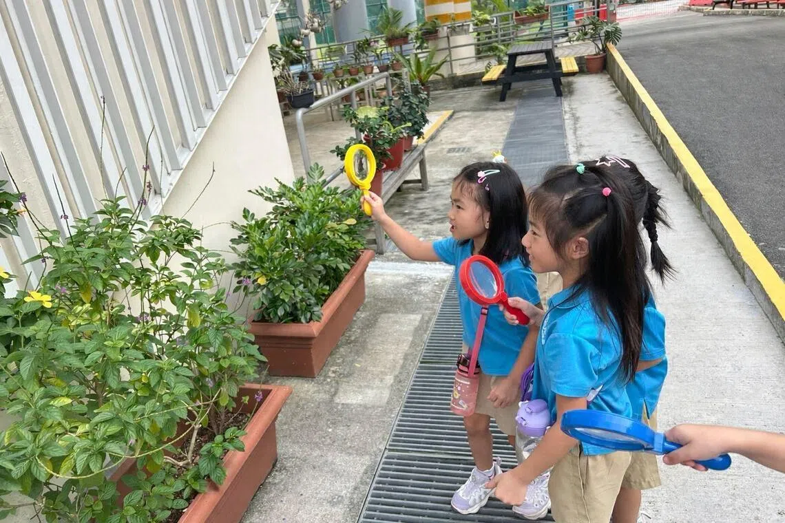 设在伊莱雅园小学的MK@Elias Park教育部幼儿园孩童，时常用延长的母语课堂上进行户外探索。图为孩童拿着放大镜在花草中寻找昆虫， 深化之前阅读儿童图书《我们一起捉昆虫》所学知识。（MK@Elias Park教育部幼儿园提供）