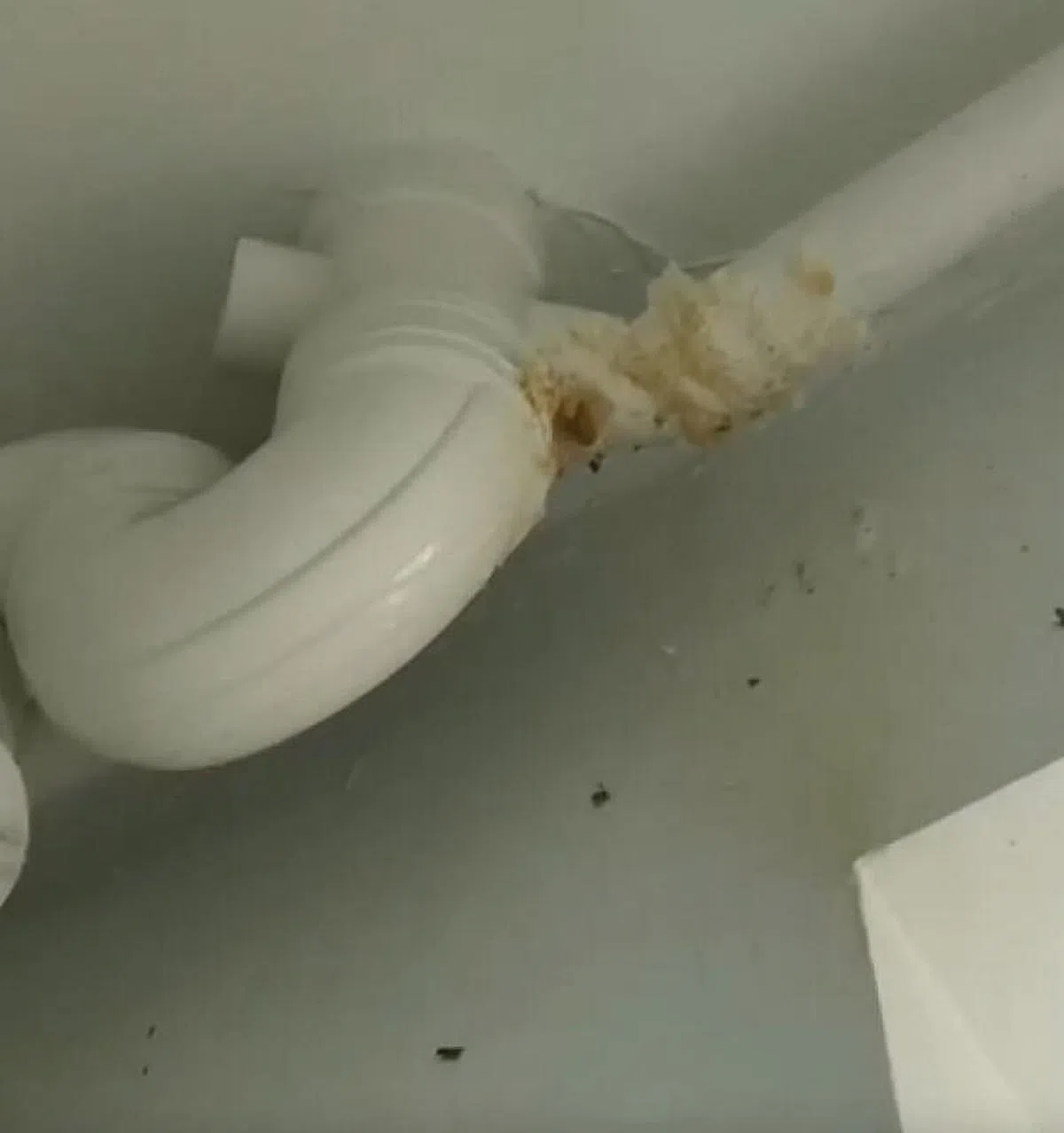 灭虫人员在天花板上喷洒灭虫剂，约1万5000只被消灭。（取自网络）