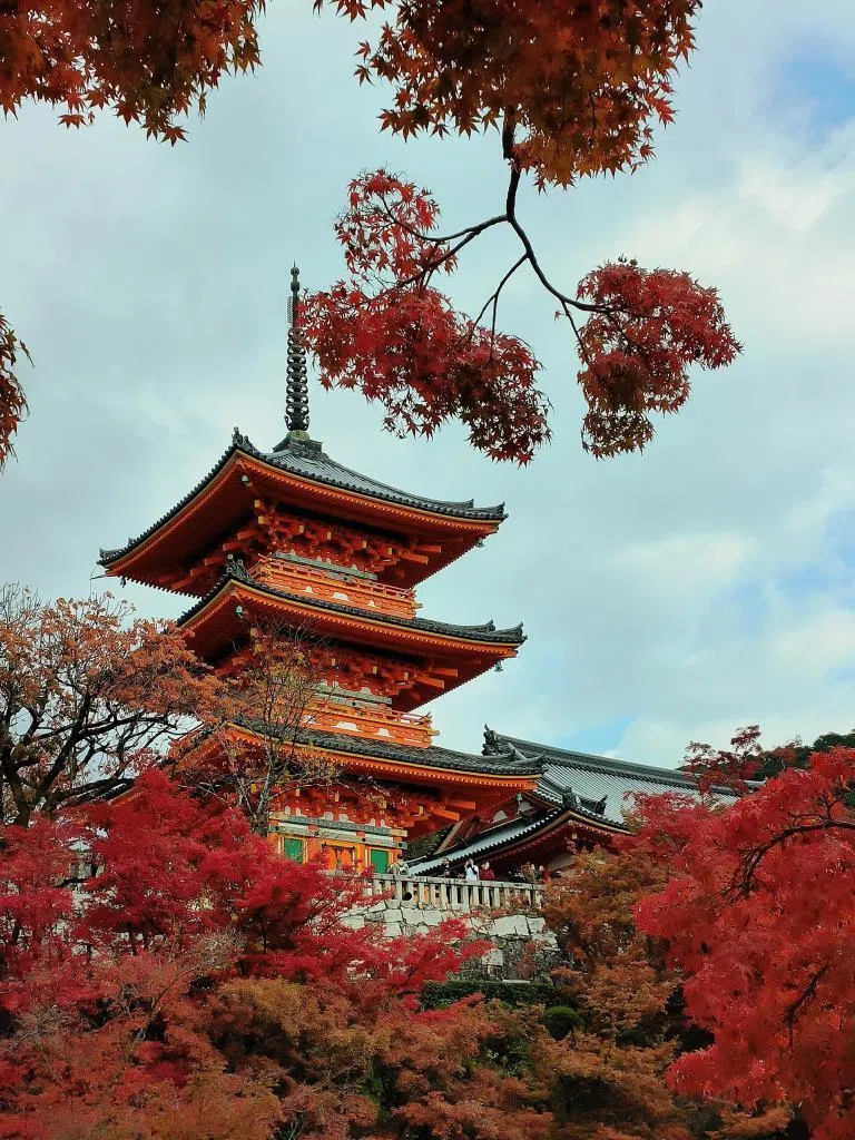 京都的红叶与古寺相映成景，非常适合第一次赴日赏枫的旅客。（孙慧纹摄）