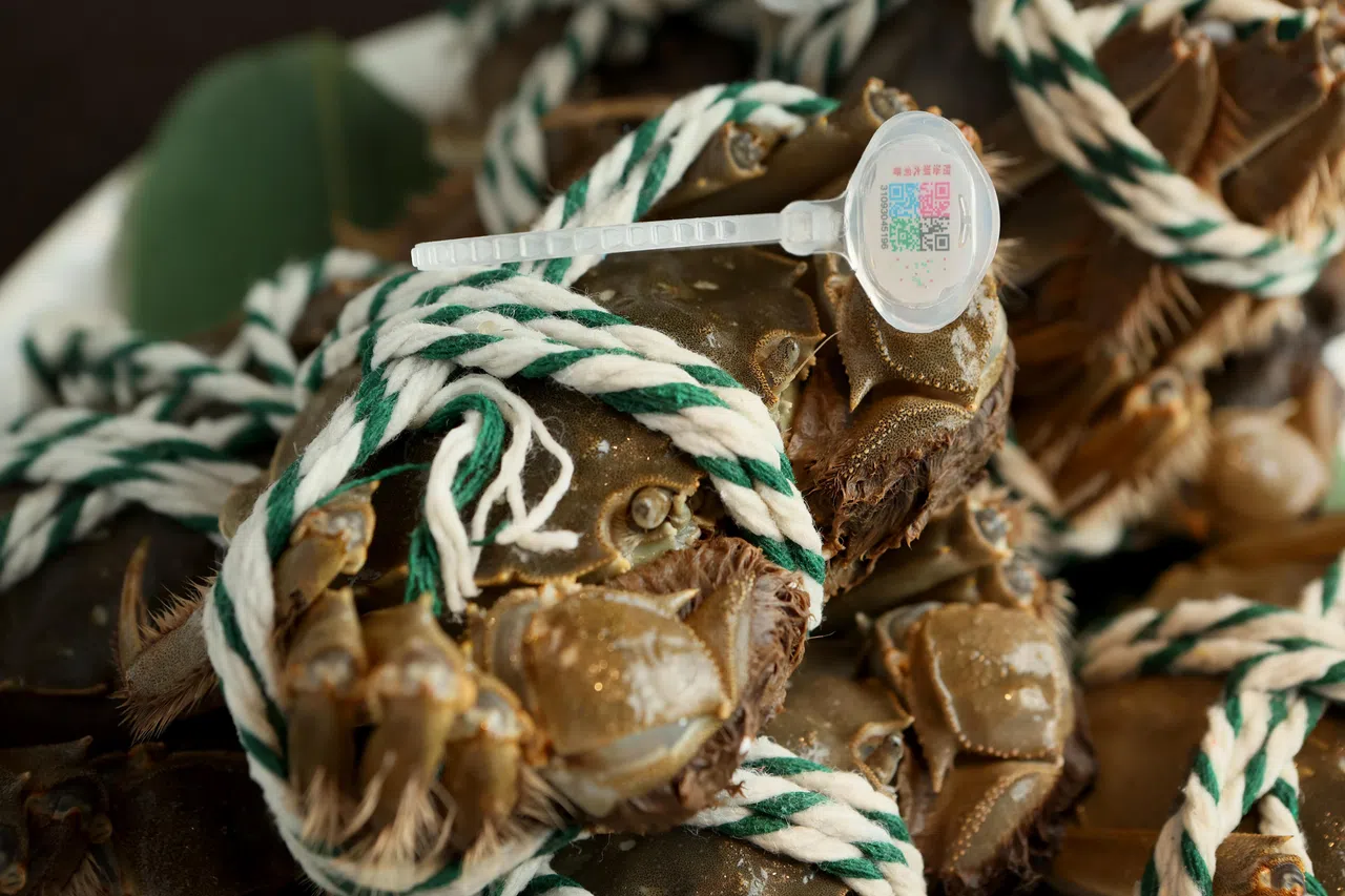 中餐馆鸿桃轩的阳澄湖大闸蟹身上绑有防伪蟹扣，扫码后可看到有关大闸蟹的出生背景。（龙国雄摄）