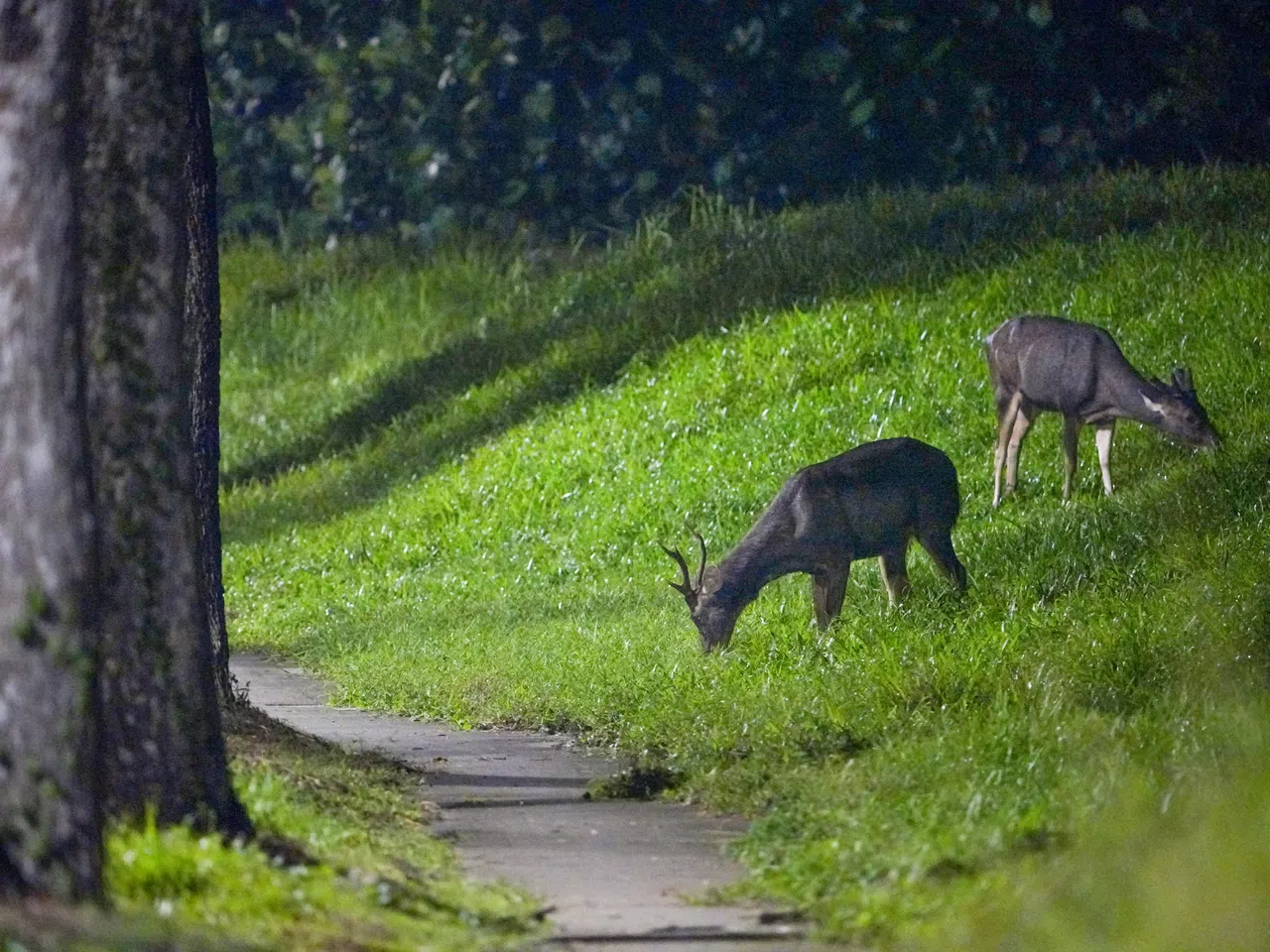 本地水鹿出没于中央集水保护区森林内与周边草地。（档案照）