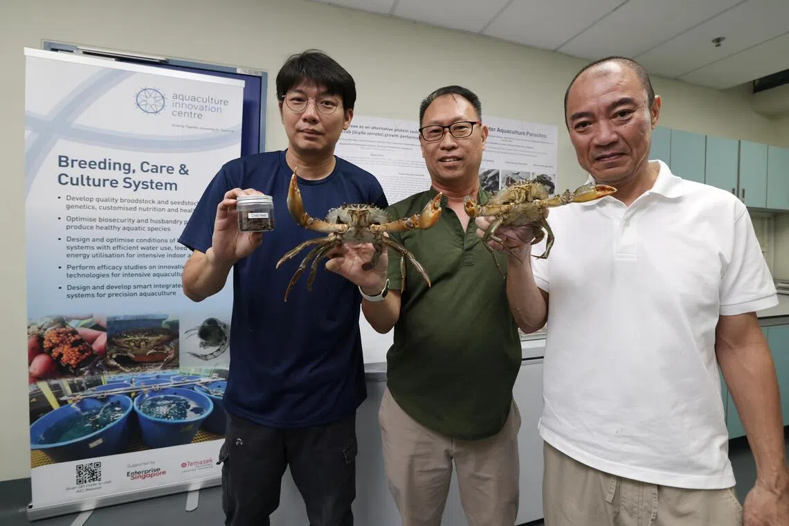 AQUAST创办人陈荣鑫（右起）、工程师袁浚益，以及淡马锡理工学院水产养殖创新中心高级科学家罗保良合作，研发出以可持续方式养殖无特定病原的青蟹。（叶振忠摄）