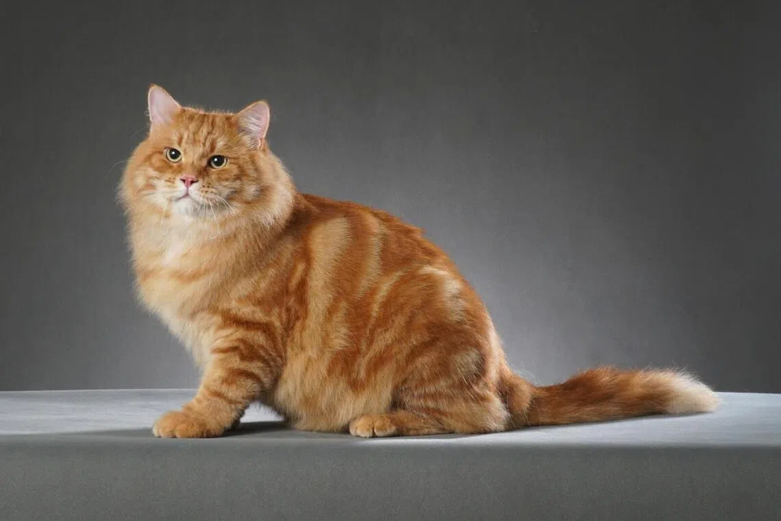 西伯利亚猫以低过敏性而闻名，适合过敏人群饲养。（受访者提供）