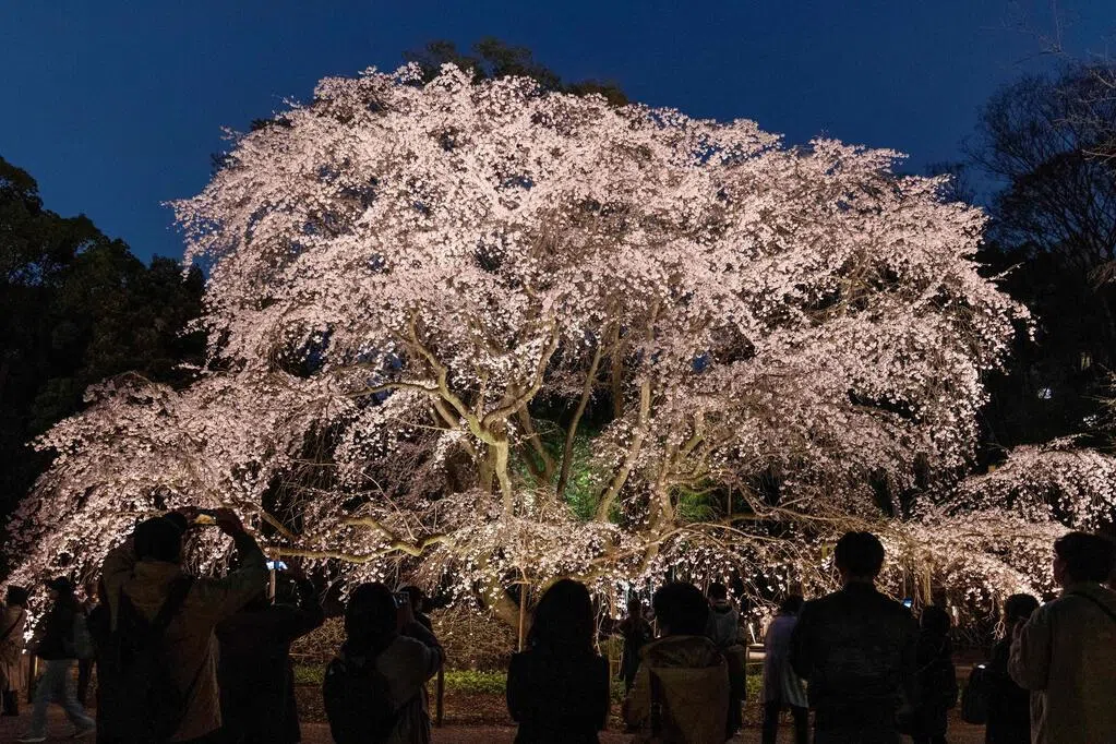 日本4月起收紧归化政策 需住满10年才可申请