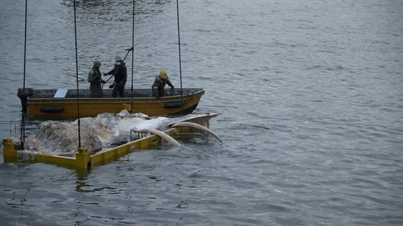 在打捞的过程中，须鲸的一节下颌骨不慎掉入海中。Singapore Salvage Engineers隔天早上调遣水手潜水用绳子固定并取出下颌骨。（国大李光前自然历史博物馆提供）
