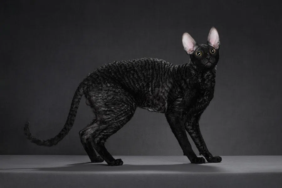 柯尼斯卷毛猫属英国品种，四肢修长，活泼好奇。（受访者提供）