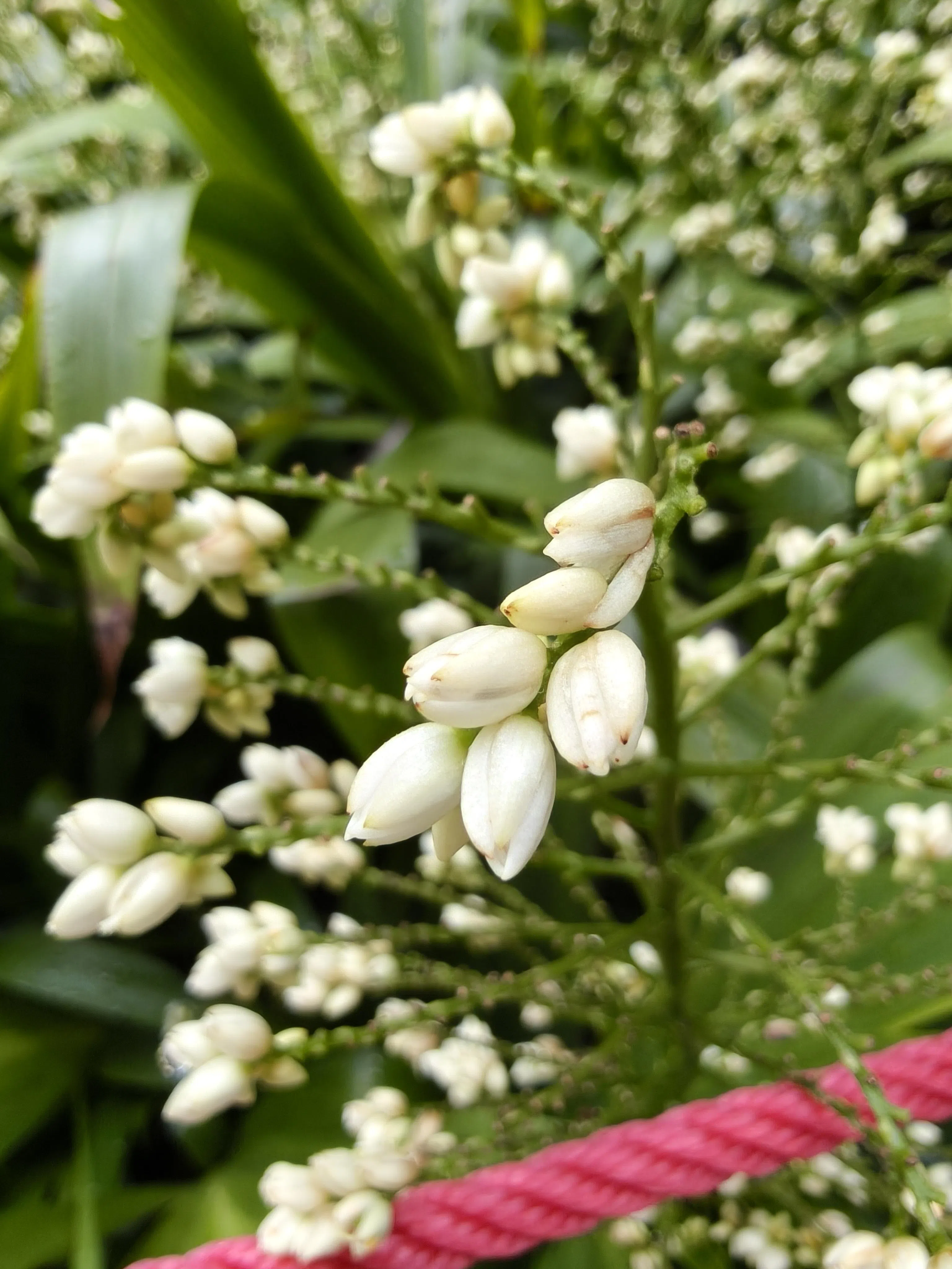 Reno14 Pro微距镜头可以更贴近物体拍摄，捕捉到更多细节。（黄少伟摄）