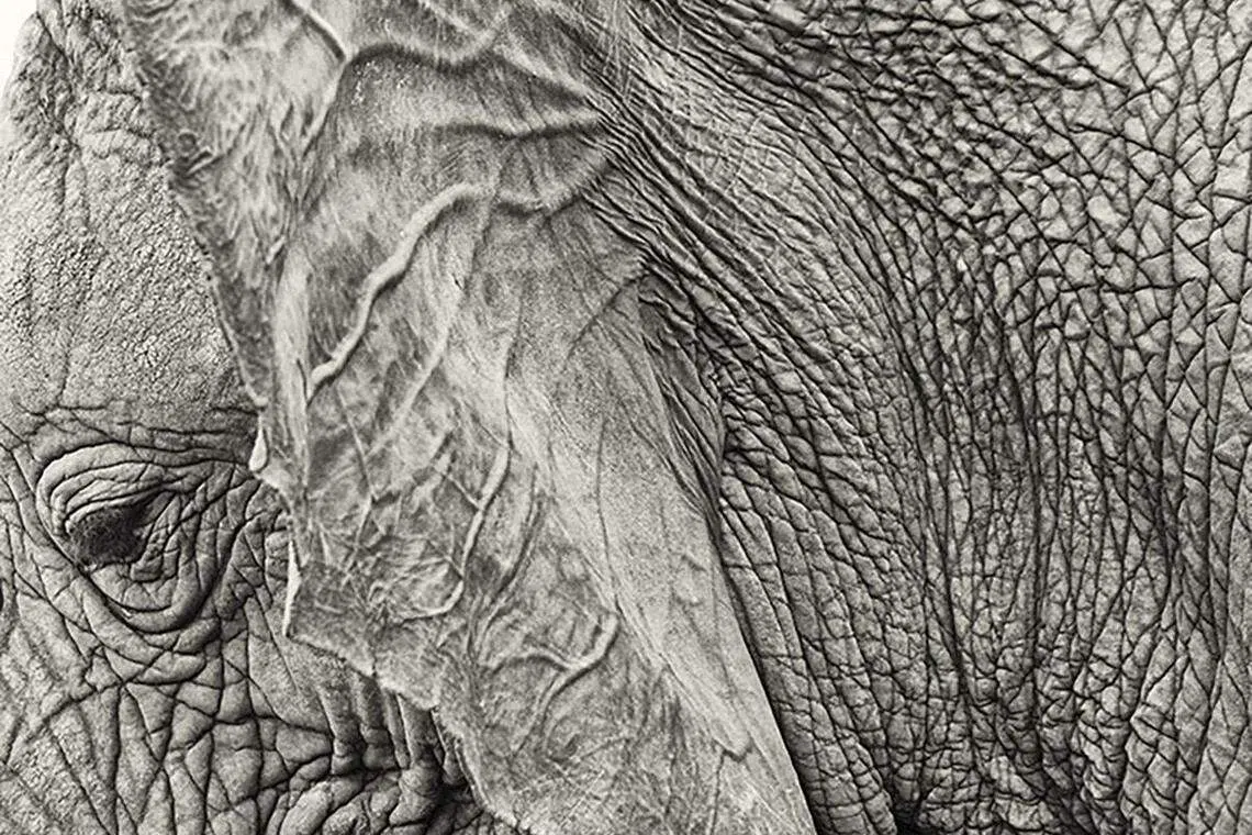 大象皮肤的皱褶是与生俱来控温的好帮手。（互联网）