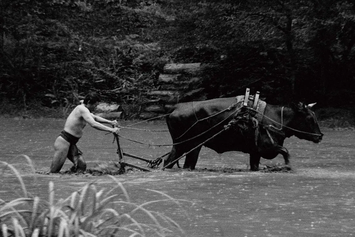 片中失语、失业、失根的男人，在默默与天地重建秩序后，终与黑牛进入一种缓慢却稳定的共耕节奏。（新加坡电影协会提供）