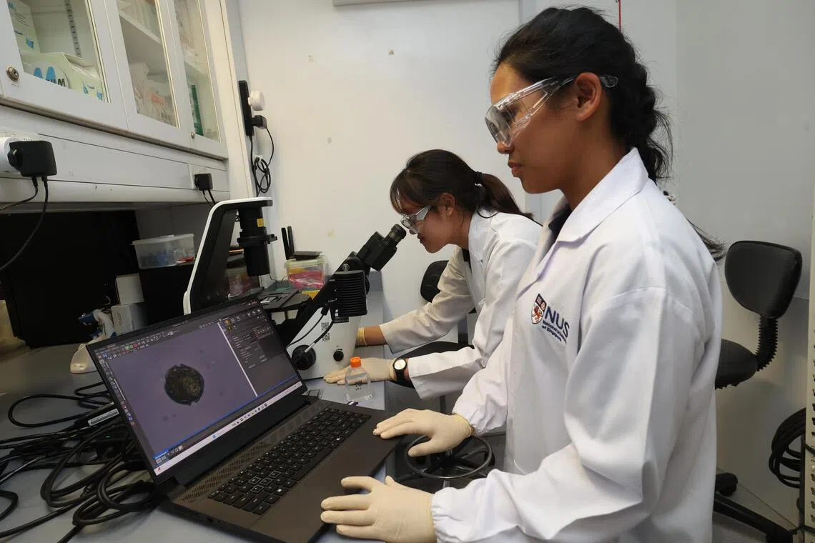 食品局城市食品科技署（水产养殖）科学家许淯婷（左）和国大博士后研究员恩敏（Emily Curren）博士通过显微镜分析样本中的生物。（郑一鸣摄）