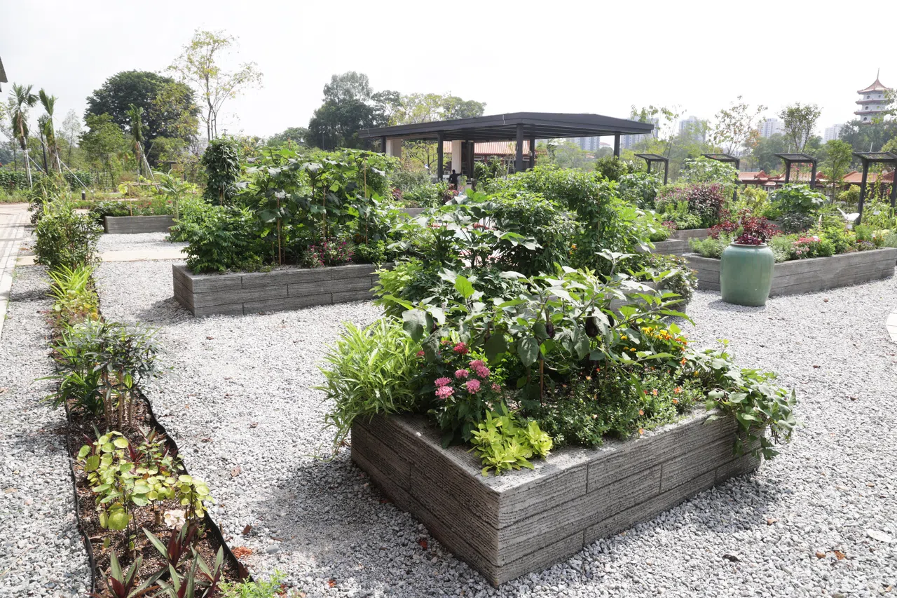 膳食园种有不同可食用植物。（蔡家增摄）