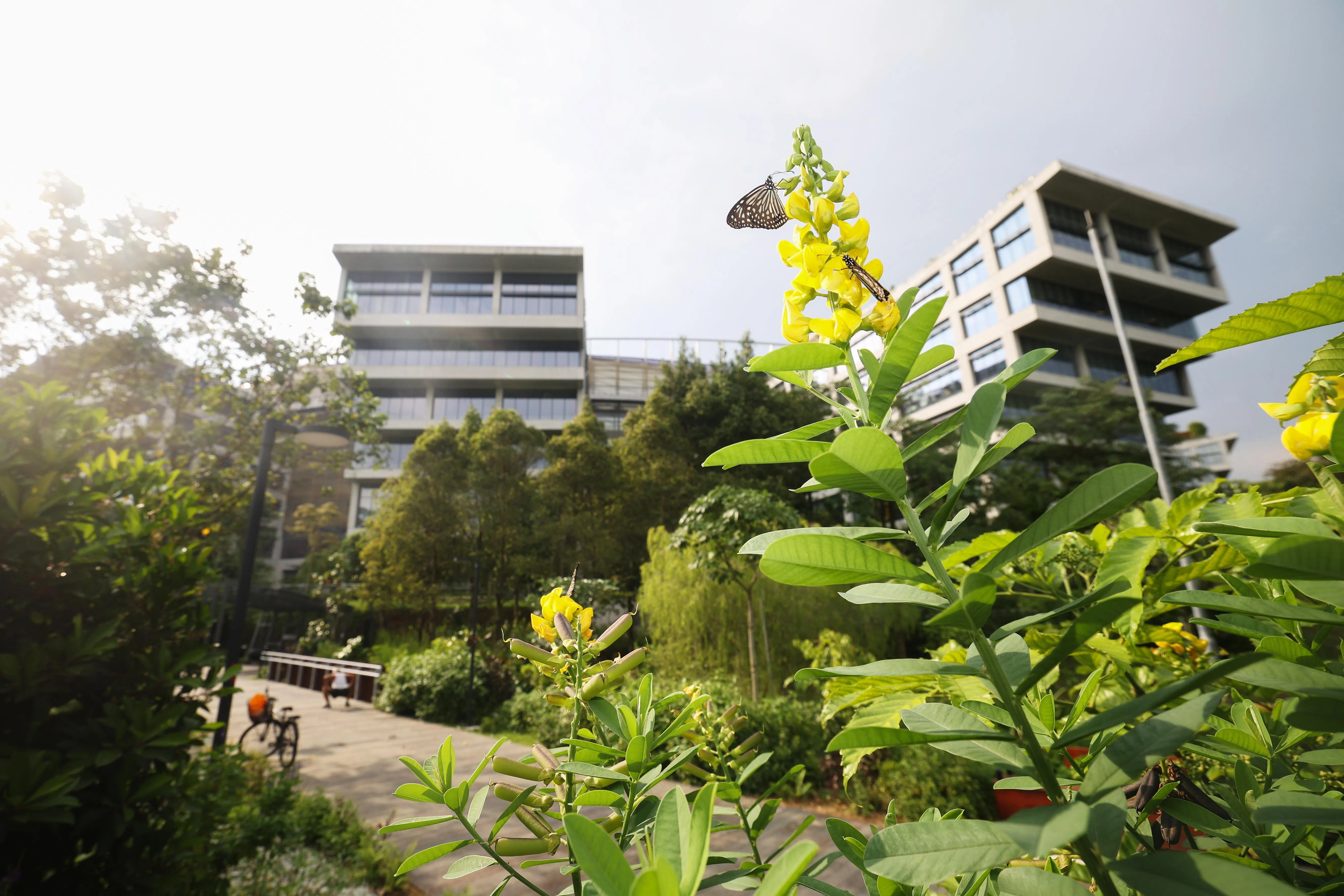 在裕廊洁净科技园内的陶匠园（Potter’s Garden）不久前刚完成翻新。园内绿意盎然，有行人天桥连接裕廊西玉宝区和洁净科技园。（蔡家增摄）