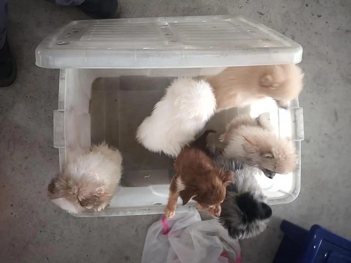 走私团伙将狗和猫分别装在三个塑料盒，每个塑料盒塞了六至九只狗。