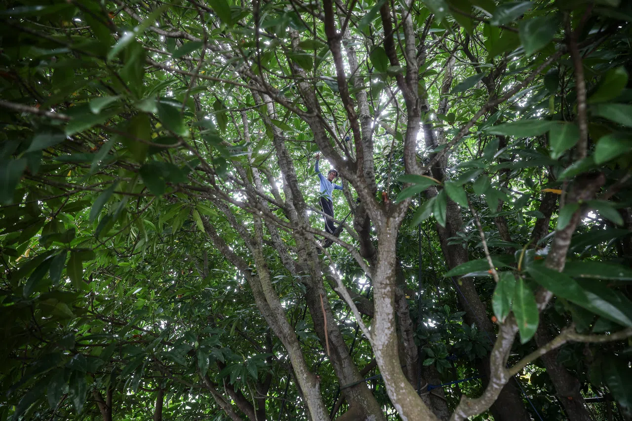 林鑫源快60岁了，但身手矫捷，上树对他来说易如反掌。（关俊威摄）