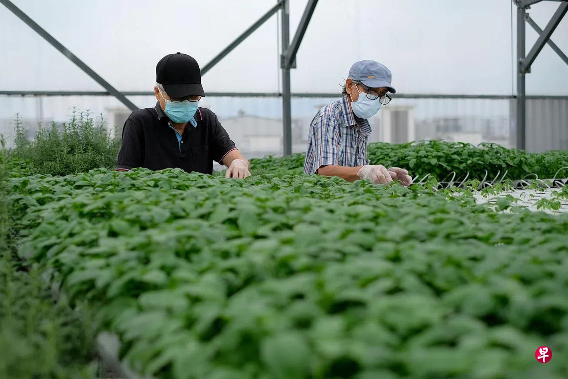 劳作有助治愈早发性失智症患者工作中受益| 联合早报