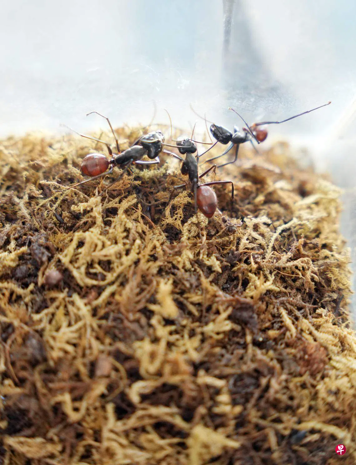 不可思“蚁”的小宠物| 联合早报