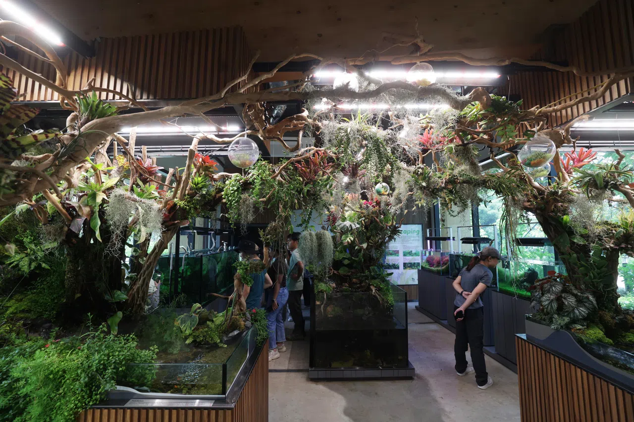 生态展廊摆有不同生态缸，模拟陆地和水生动植物的自然环境。（蔡家增摄）