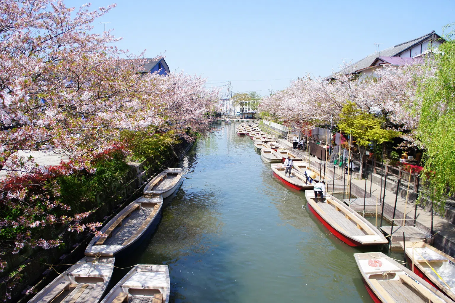 柳川赏樱观光船，花瓣随风落在水道上，体验独特的水乡风情。（图/商家提供）