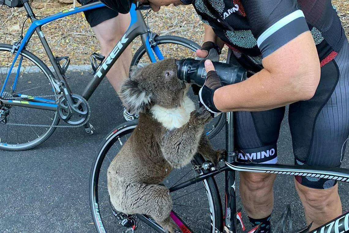 澳洲近年屡次发生的森林大火进一步挤压了树袋熊的生存空间。澳环境部2022年宣布，将树袋熊保护等级列为“濒危”。图为一只侥幸逃离火场的树袋熊从人们手中接水降温。（路透社）