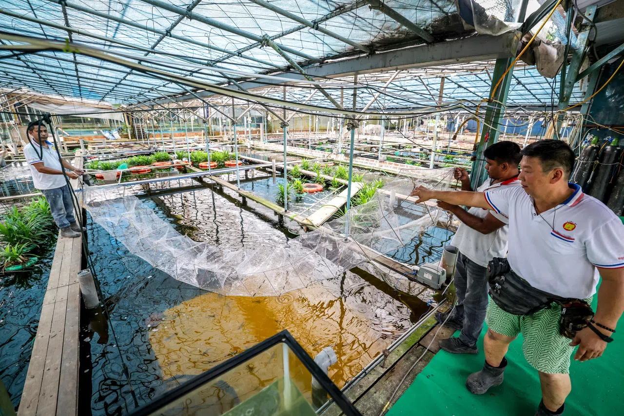 日本锦鲤农场占地约2万7000平方米，除了种菜养鱼，近期开始用12个水池养“一点虾”，每个水池可养多达18万只虾。（叶振忠摄）