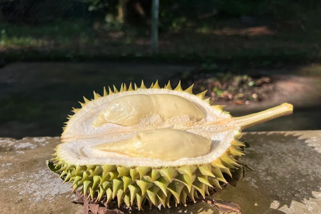 叶孝忠：乌敏岛的野
