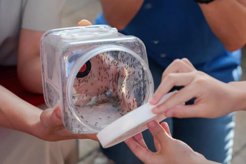 伊蚊绝育计划扩大 纳入马里士他芽笼等四个地区