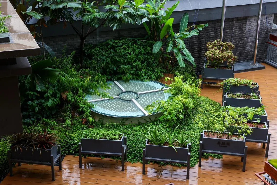 药膳园位于“大埔客聚楼”二楼，除了起到绿化作用，还种植了芦荟等多种可食用植物。（林明顺摄）