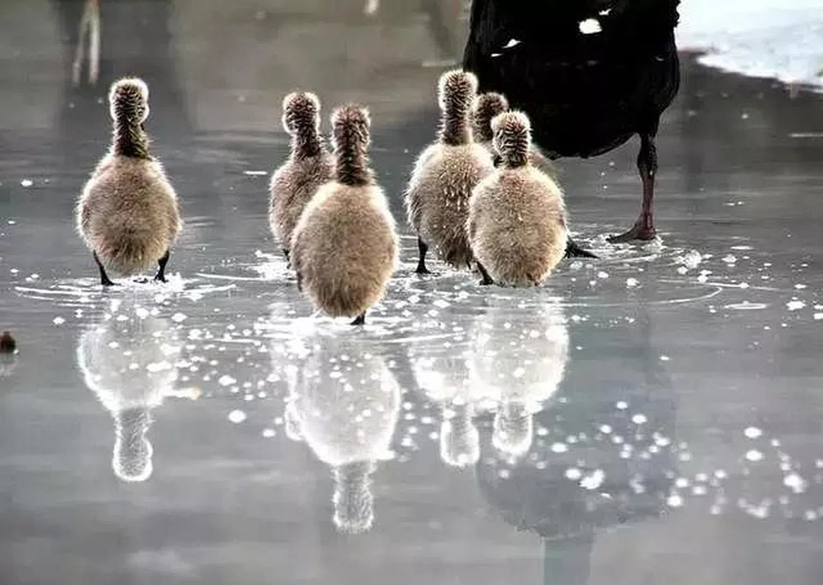 黑天鹅宝宝跟着父母亲下水。（互联网）