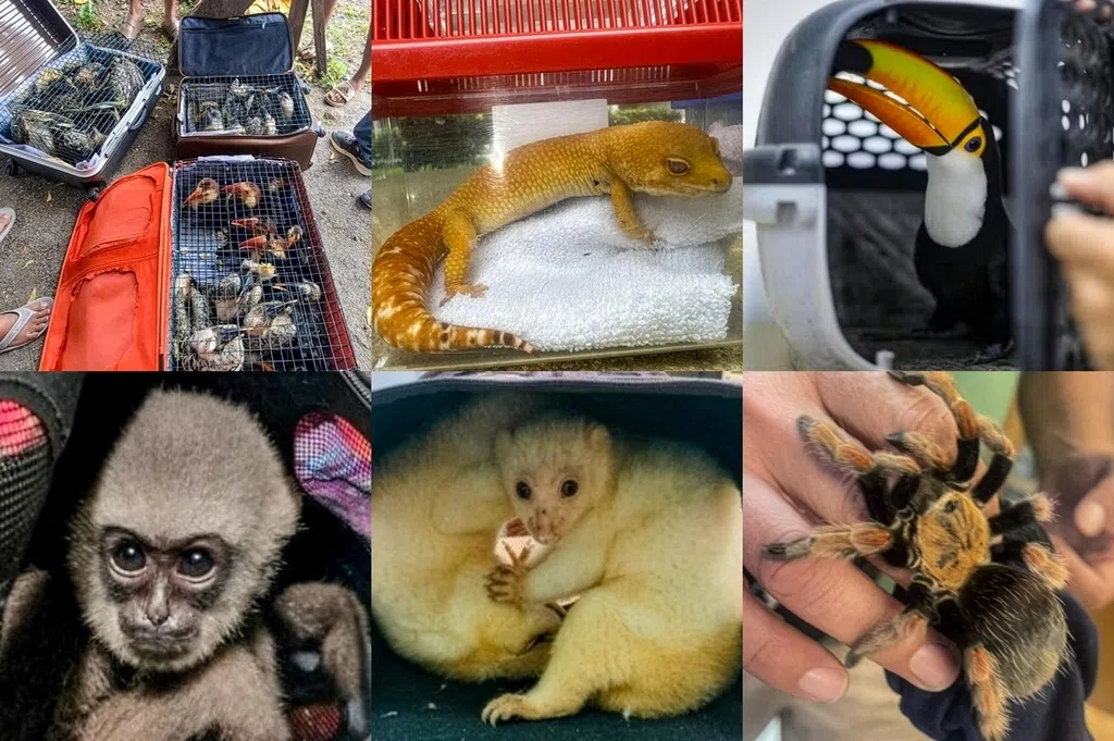 国际刑警与我国等134国展开行动 查获历来最多近3万活体动物