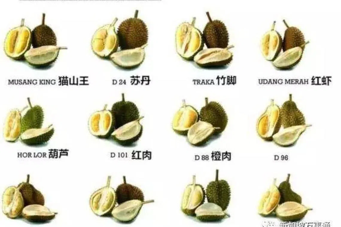 那么多种榴梿品种，看得真是眼花缭乱。（互联网）