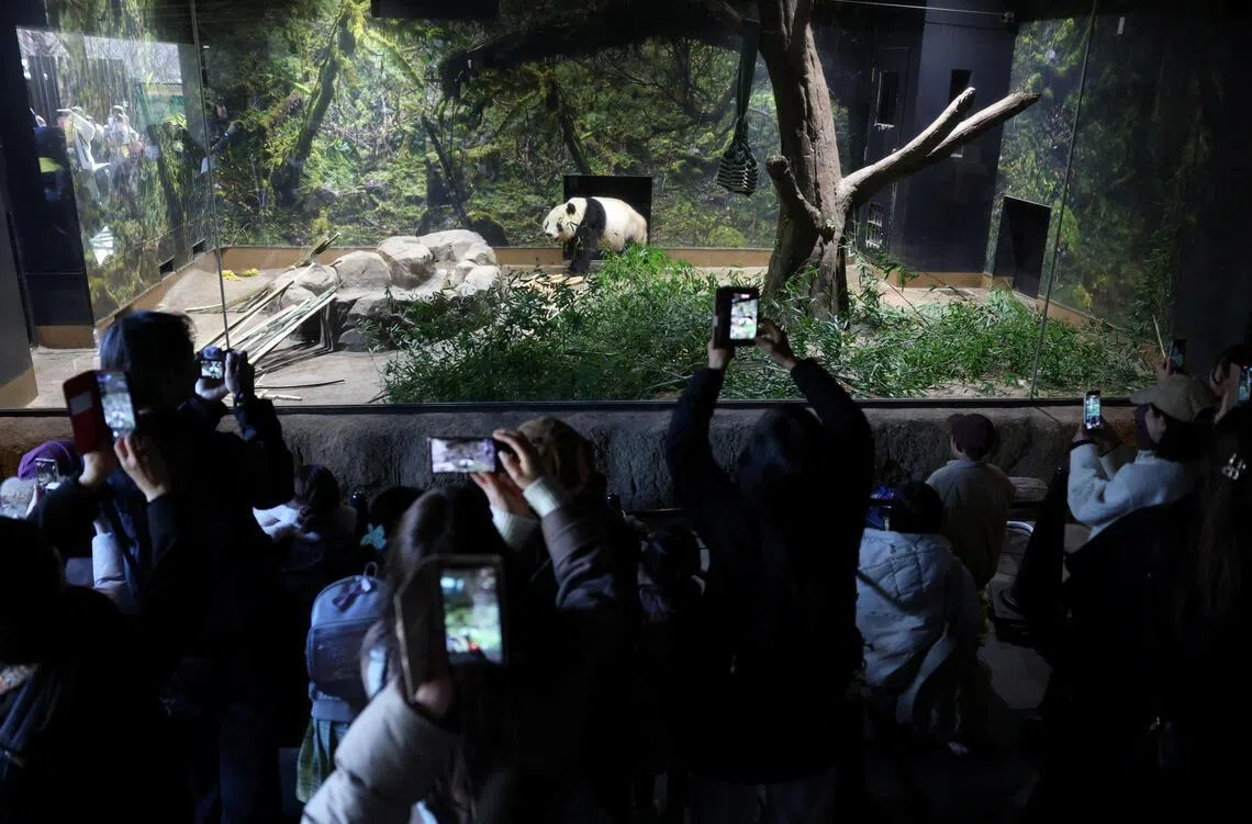 日本东京动物园大熊猫迎来最后参观日