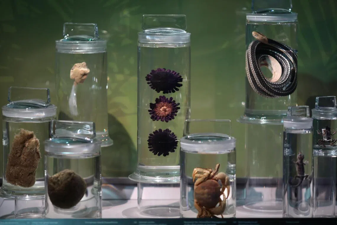 新加坡国立大学李光前自然历史博物馆最初收藏的标本仅50万件，如今已增至100多万件。（刘欣怡摄）