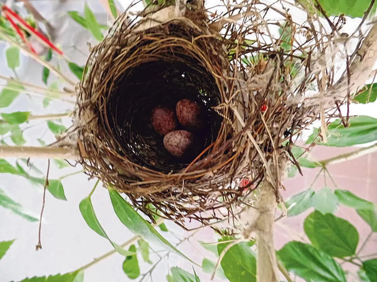 黄尾鹎产下三颗小蛋。