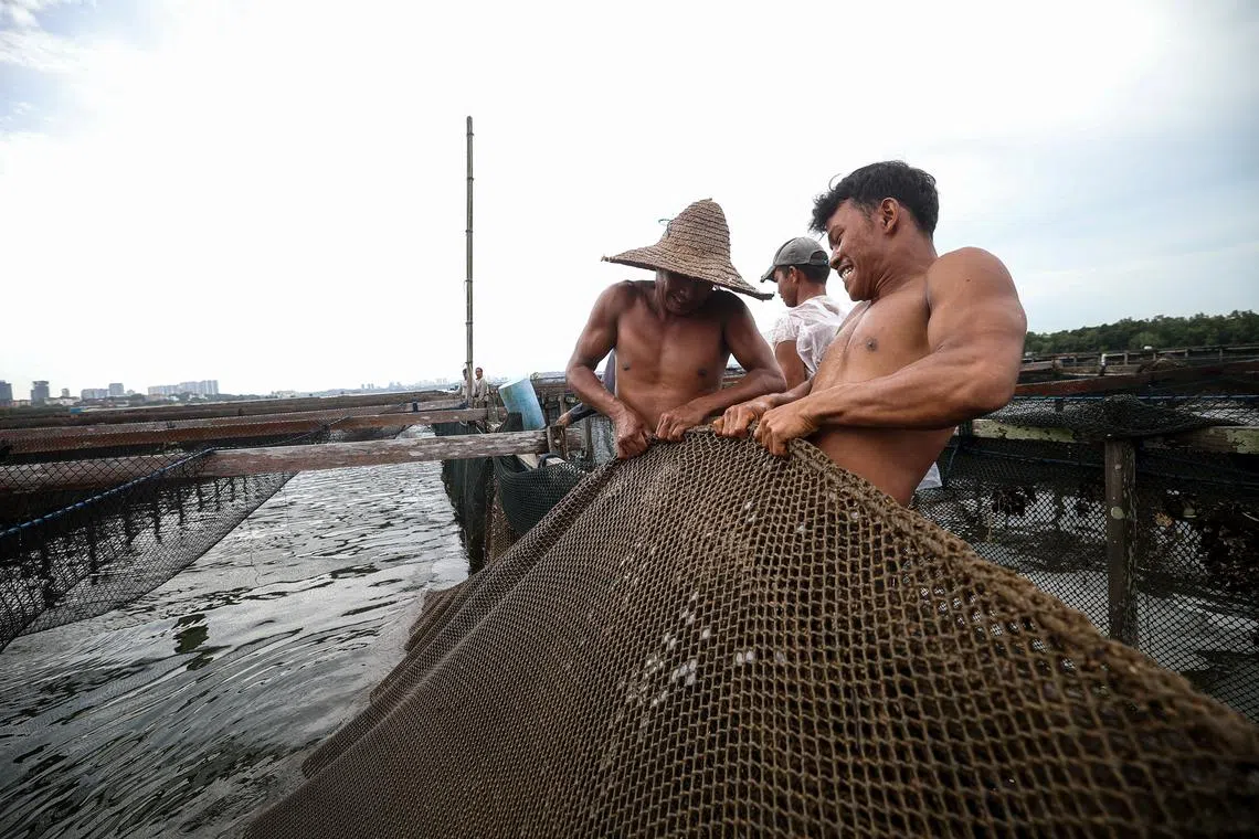 林鑫源的工人们都来自缅甸，常年在海上扯网、搬货，让他们练就了城市人在健身房苦练也没有的腱子肉和黝黑皮肤。他们当中不少人已很多年没有回家，即使语言不通，林鑫源也能深深与他们共情。他笑说只能给他们很好的待遇，逢年过节请他们喝酒一解思乡之情。（关俊威摄）