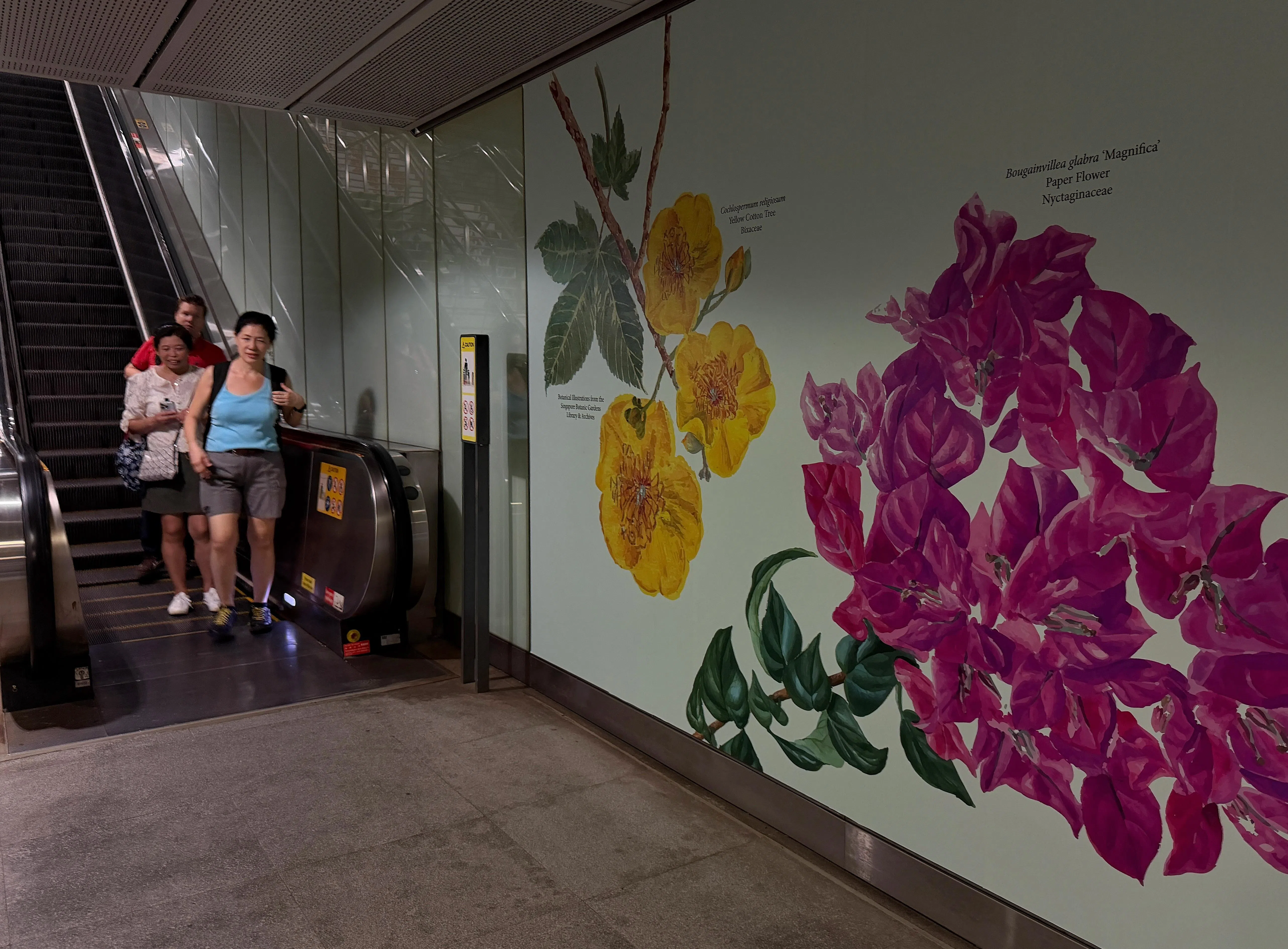 这些植物画作是陆交局“艺术之旅”（Art in Transit）下的最新作品。（唐家鸿摄）