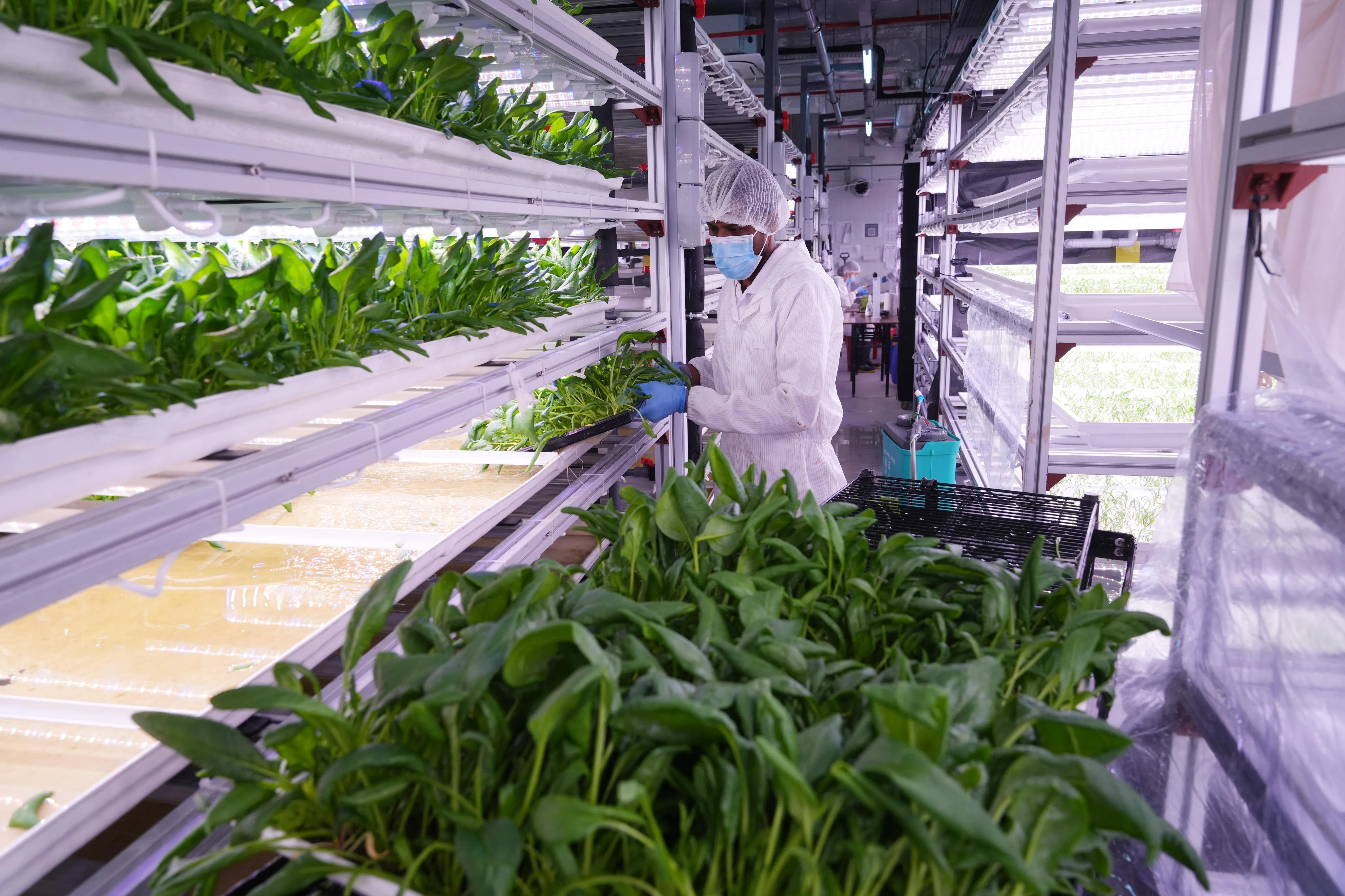 Artisan Green现有团队约有10多人，新农场建成后料扩展至30人。（谢智扬摄）