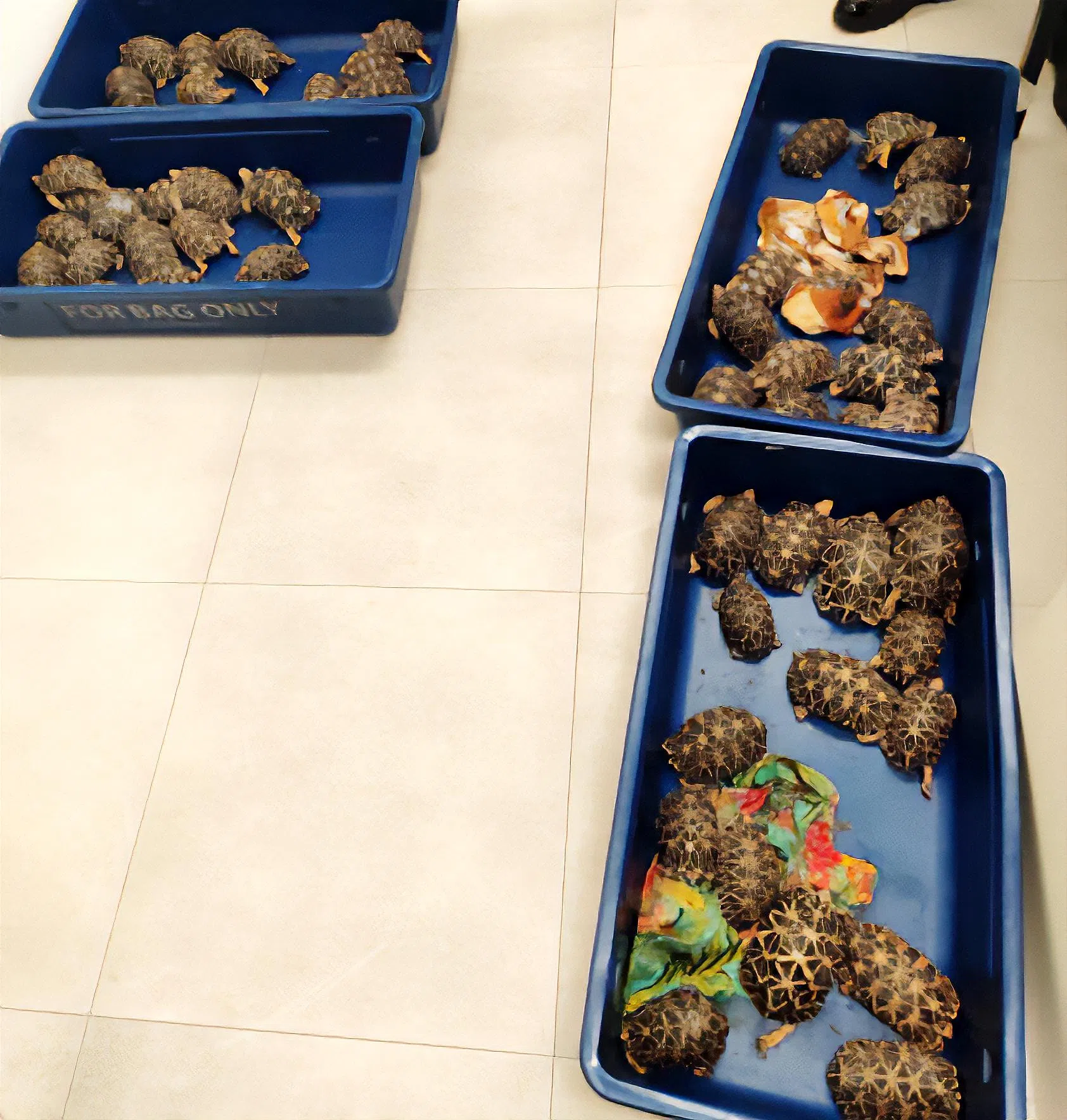 去年8月，一名印度籍男子在过境新加坡时，被查获行李中非法藏有58只濒危的印度星龟。（公园局提供）