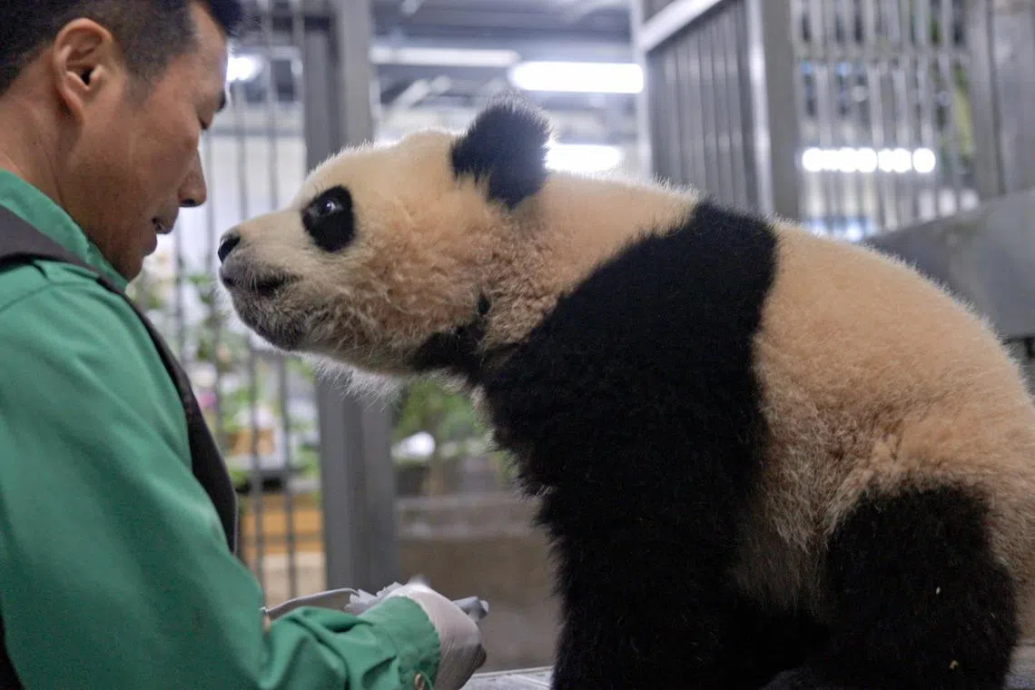 姜爷爷（左）从福宝出生后就负责照顾它。（嘉华院线提供）