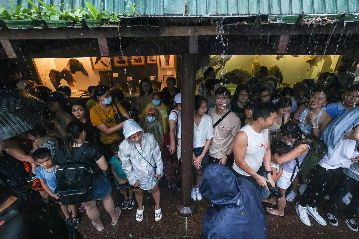 星期二下午4时30分左右下起大雨，裕廊飞禽公园最后一场表演秀“空中禽王”被迫提前结束。（白艳琳摄）