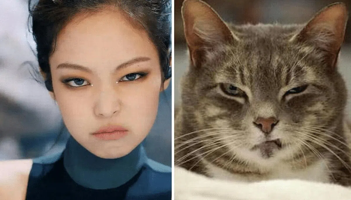 猫咪自带的神秘魅力，是不是与Jennie很相像呢？（图/互联网）