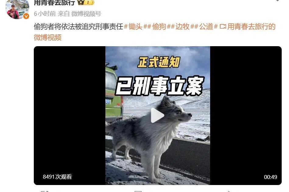 河南网红狗被偷走宰杀引中外舆论关注 警方立案调查